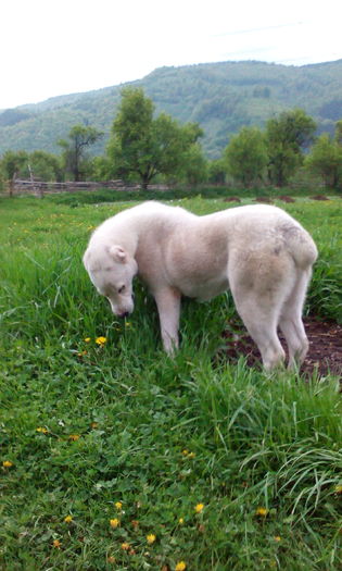 IMG_20160430_182128 - CORA 10 luni ALABAI