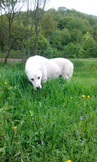 IMG_20160430_182214 - CORA 10 luni ALABAI