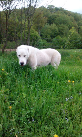 IMG_20160430_182217 - CORA 10 luni ALABAI