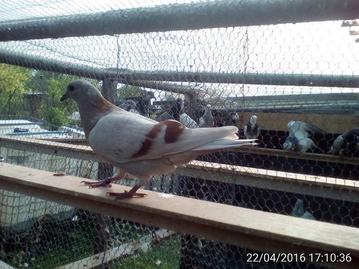 IMG_20160422_171036