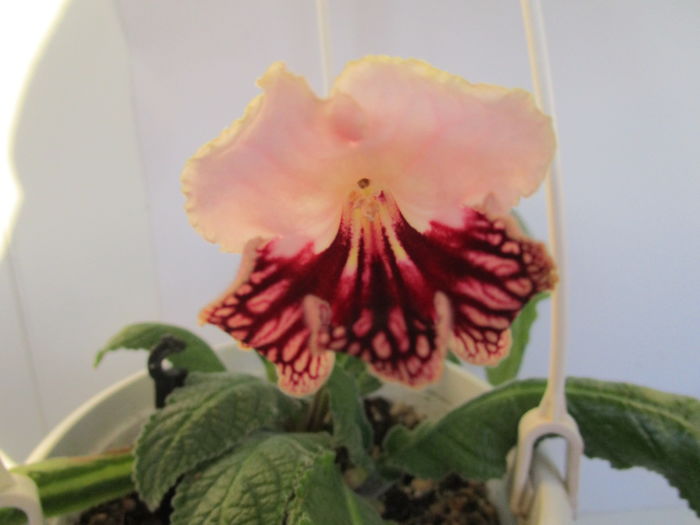 Gama(1-05-2016) - Streptocarpusi 2016