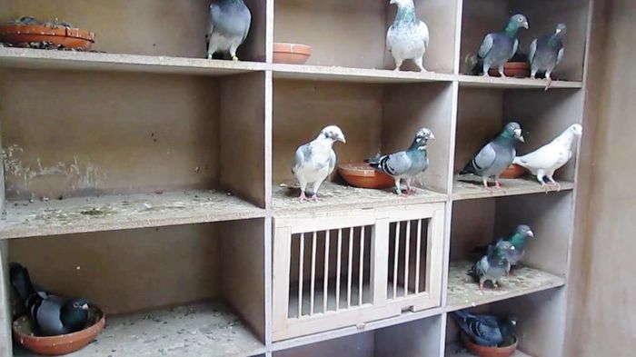 Columbofil Spurcaciu Bogdan- ACPB - FNCPR