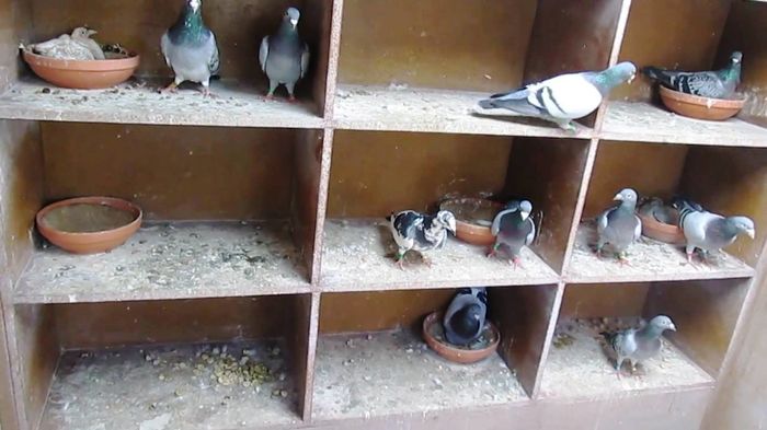 Columbofil Spurcaciu Bogdan- ACPB - FNCPR