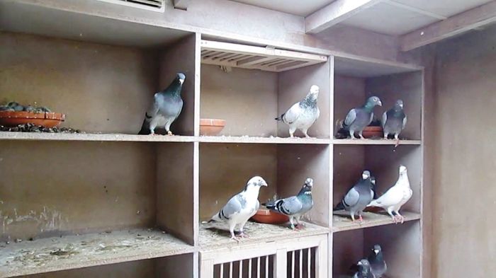 Columbofil Spurcaciu Bogdan- ACPB - FNCPR