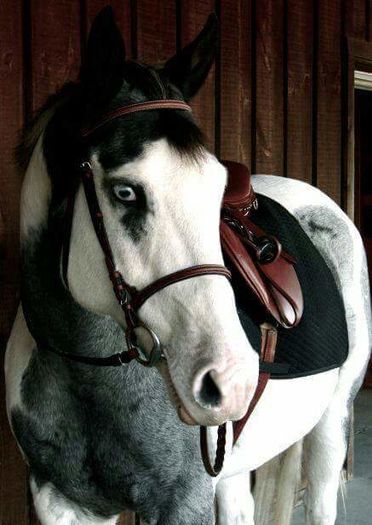 FB_IMG_1461850419544 - C Pentru cei care le plac aceste animale