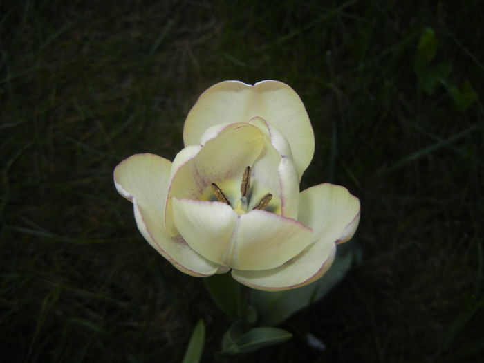 Tulipa Shirley (2016, April 13) - Tulipa Shirley