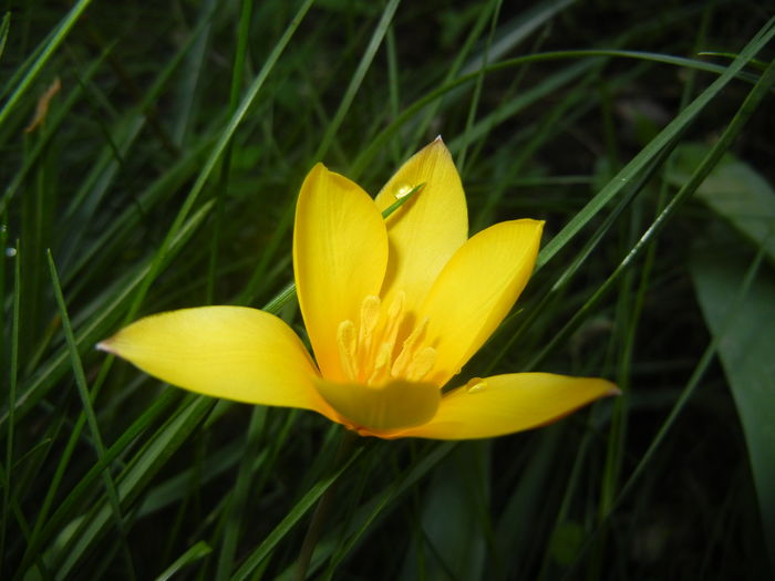 Tulipa clusiana Chrysantha (2016, Apr.13) - Tulipa Chrysantha