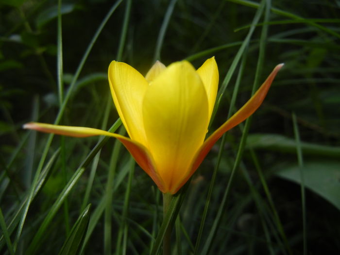 Tulipa clusiana Chrysantha (2016, Apr.13)