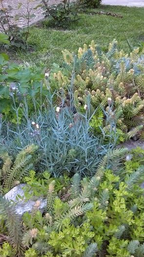 IMAG0391 - Primavara 2014-2018