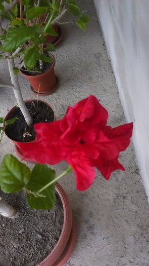 IMAG0394 - Hibiscus 2013 2014 2015-2016