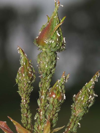 Afide - Paduchele verde (Macrosiphum rosae)