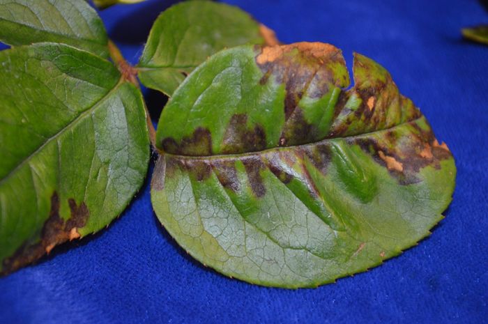 Mana trandafirului (Peronospora sparsa)