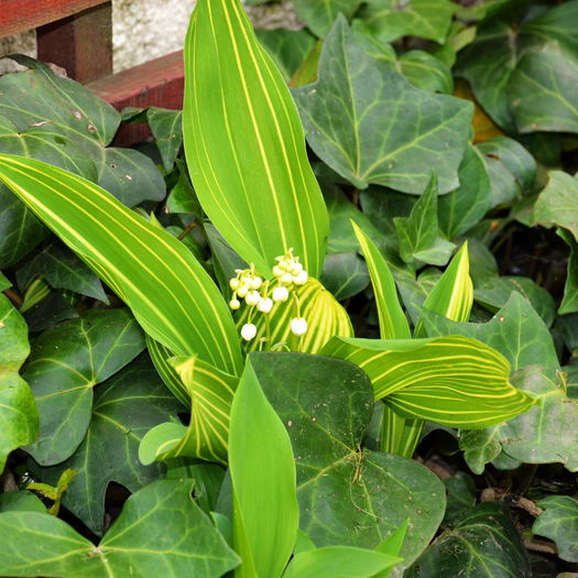 Convalaria variegata - 0_Best personal photos