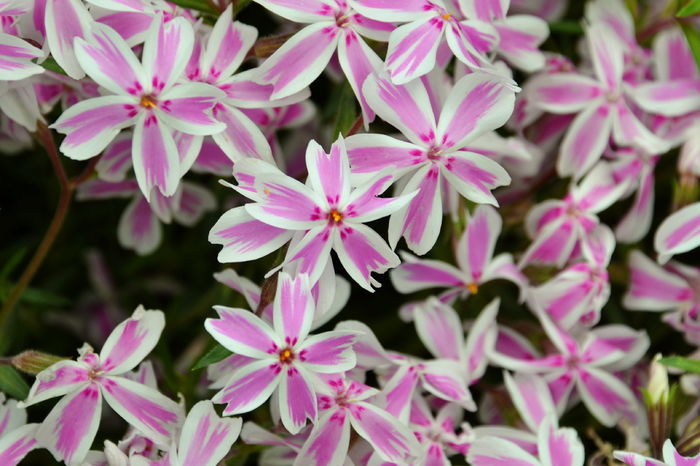 Kimono Pink-White