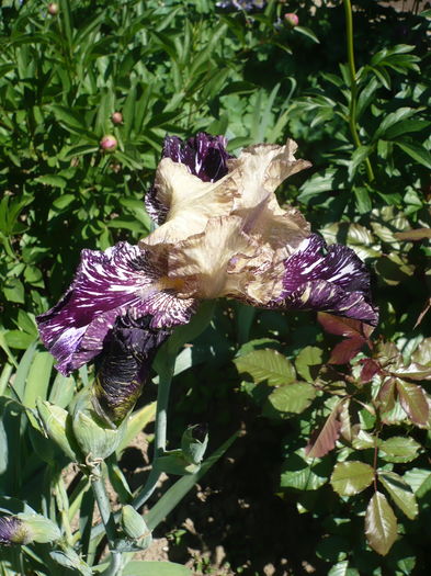 P1260142