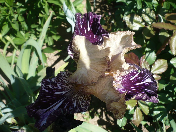 P1260148