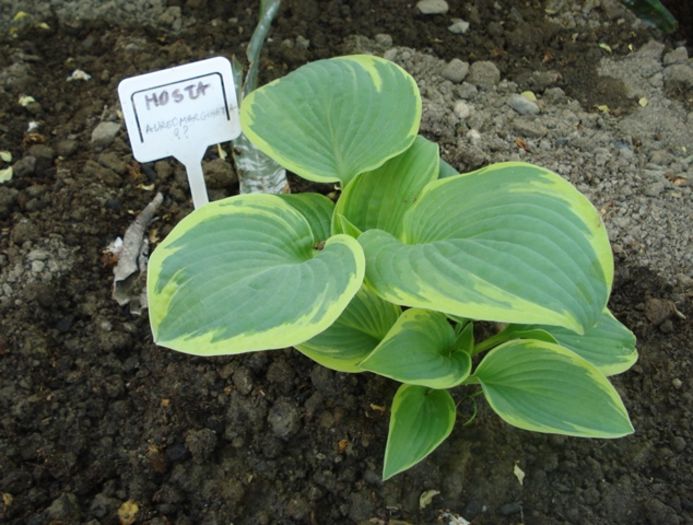 h aureomarginata  (2) - hosta