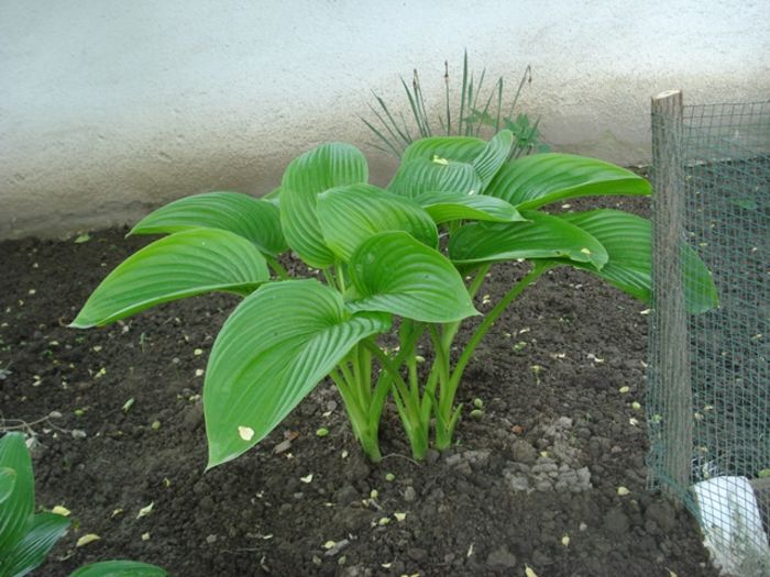 h plantaginea (2)