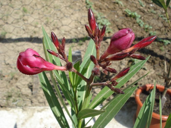 flori de 1 mai (1)