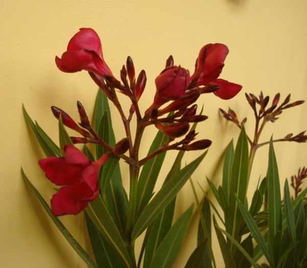 flori de 1 mai (2)
