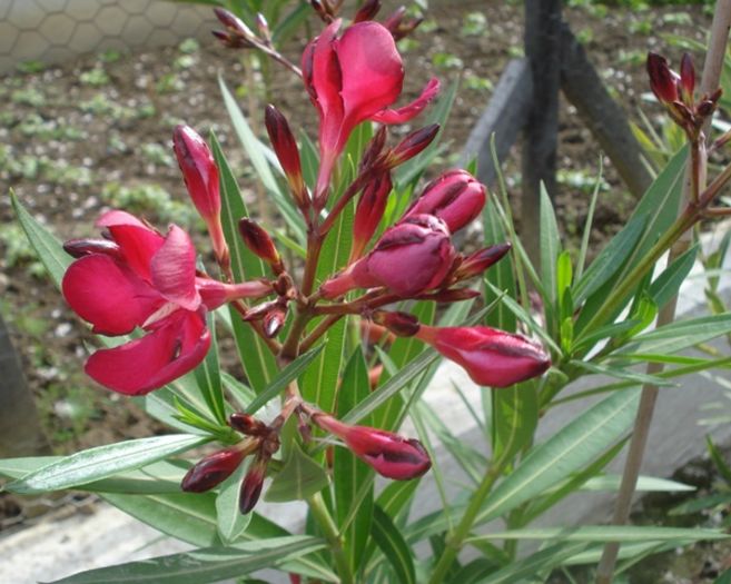 flori de 1 mai (3)