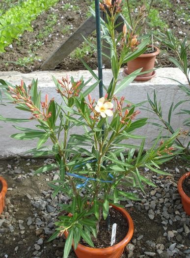 flori de 1 mai (6)