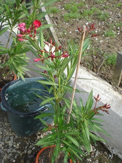 flori de 1 mai (7)