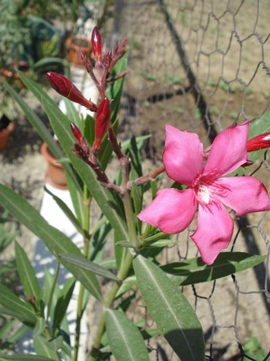 flori de 1 mai (8)