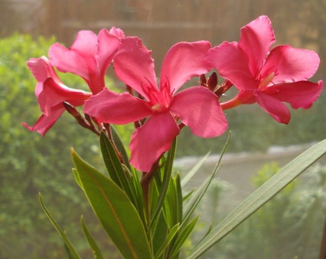 flori de 1 mai (9)