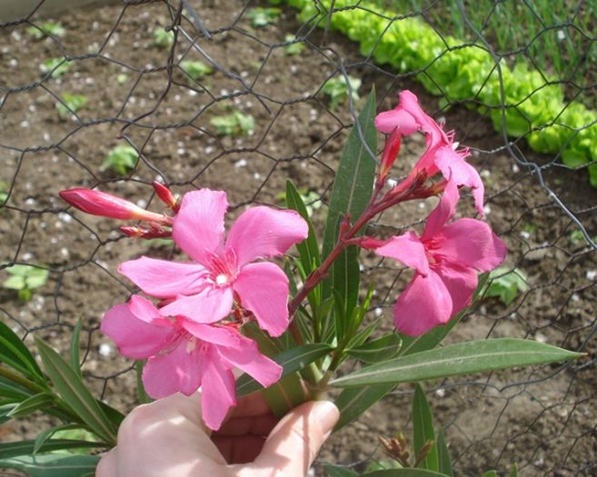 flori de 1 mai (10)
