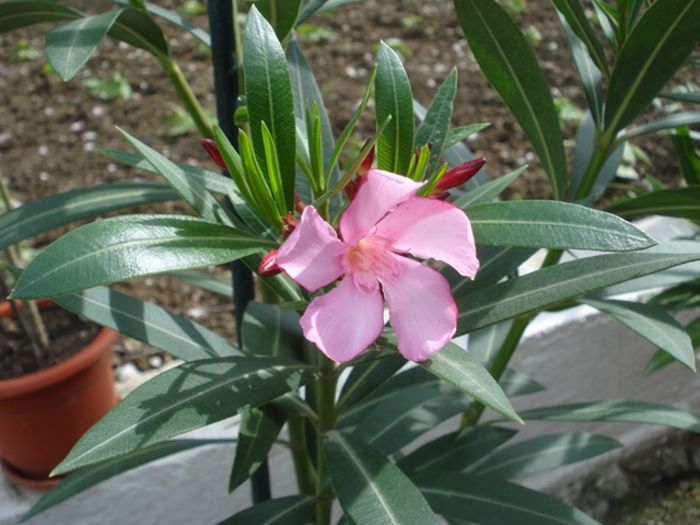 flori de 1 mai (12)