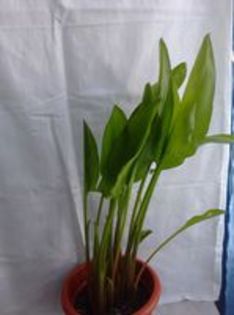  - Calla Eleganta