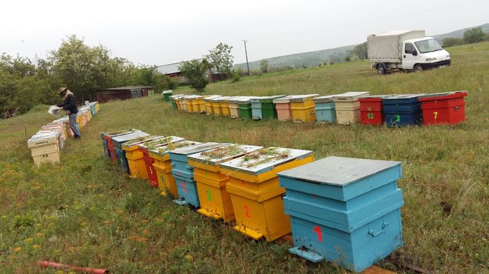 20160429_130149 - Albine si produsele lor