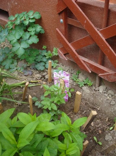 nou plantata - Piilu (1) - clematis