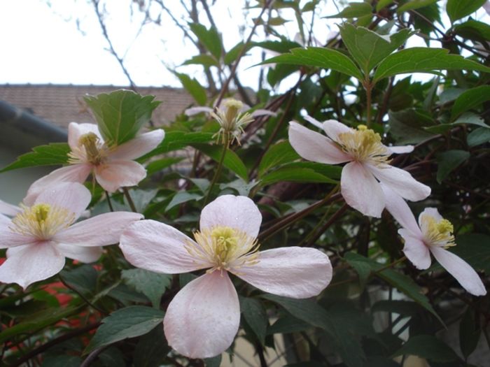 Montana rubens (6) - Clematis Montana Rubens