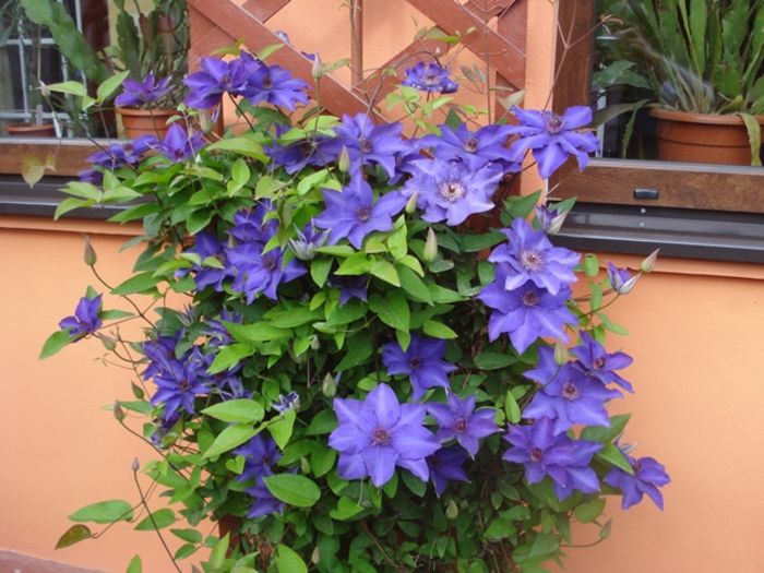 the President, de sarbatori  (5) - Clematis The President