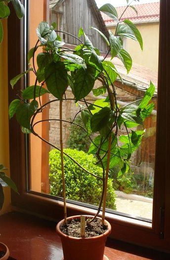 speciosum, semne de harnicie (1)