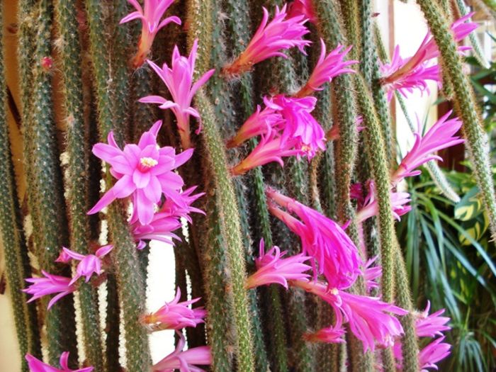 a doua inflorire, de Florii (4) - aporocactus flagelliformis