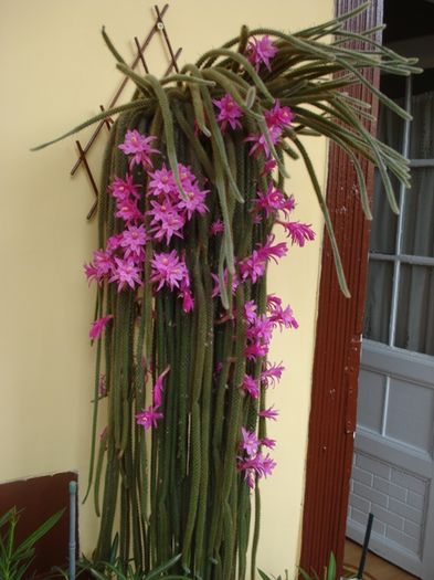 a doua inflorire, de Florii (6) - aporocactus flagelliformis