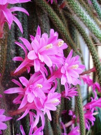 a doua inflorire, de Florii (8) - aporocactus flagelliformis