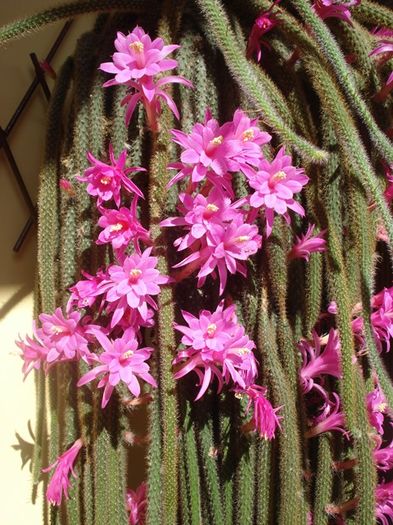 a doua inflorire, de Florii (10) - aporocactus flagelliformis