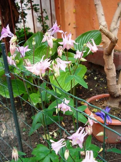 delicatele caldaruse (5) - b 2016 - in exterior