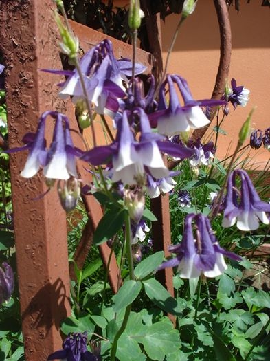 delicatele caldaruse (7)