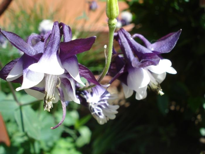 delicatele caldaruse (8)