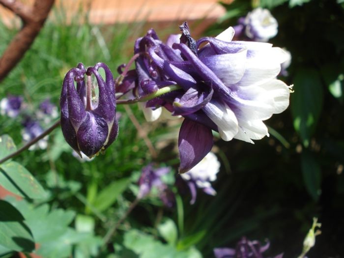 delicatele caldaruse (9)