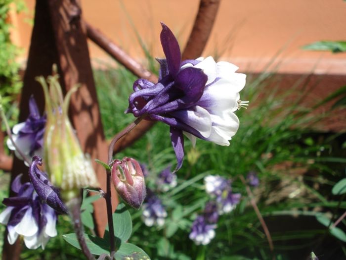 delicatele caldaruse (10)