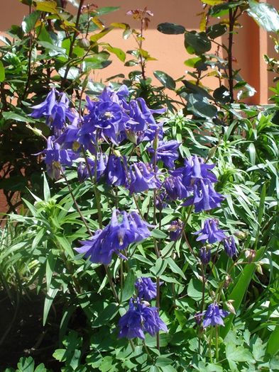 delicatele caldaruse (11)