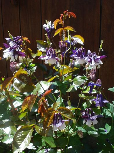 delicatele caldaruse (12)