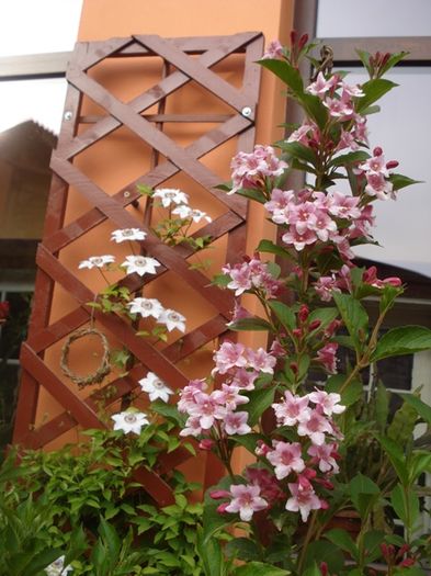 frumoasa weigella (1)