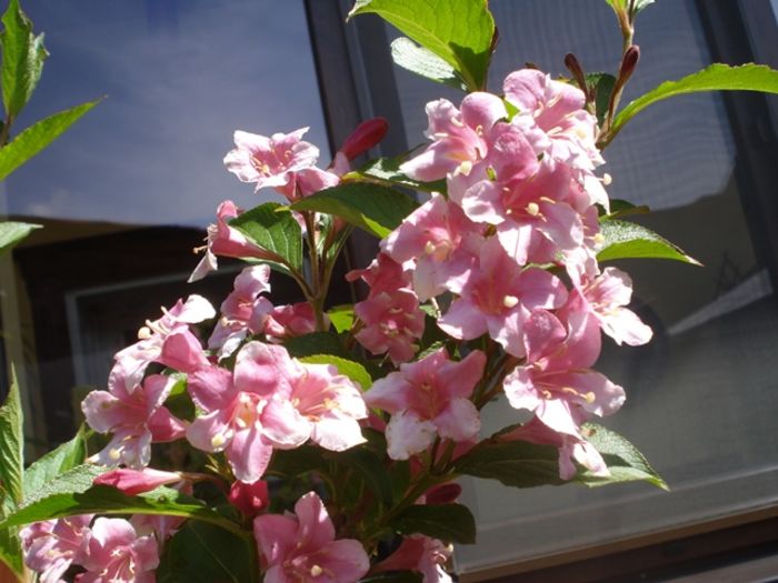 frumoasa weigella (4)